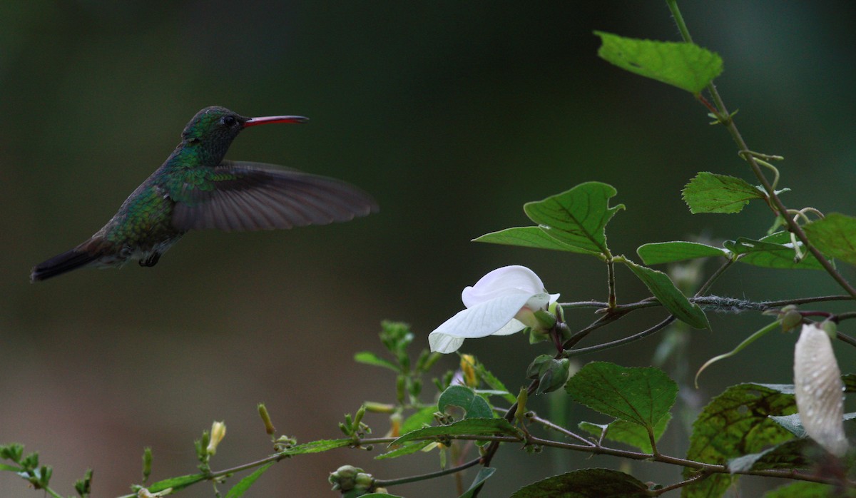 Glittering-throated Emerald - ML30553311