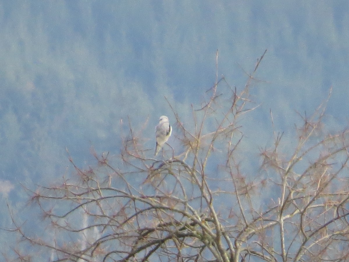 White-tailed Kite - ML305533161
