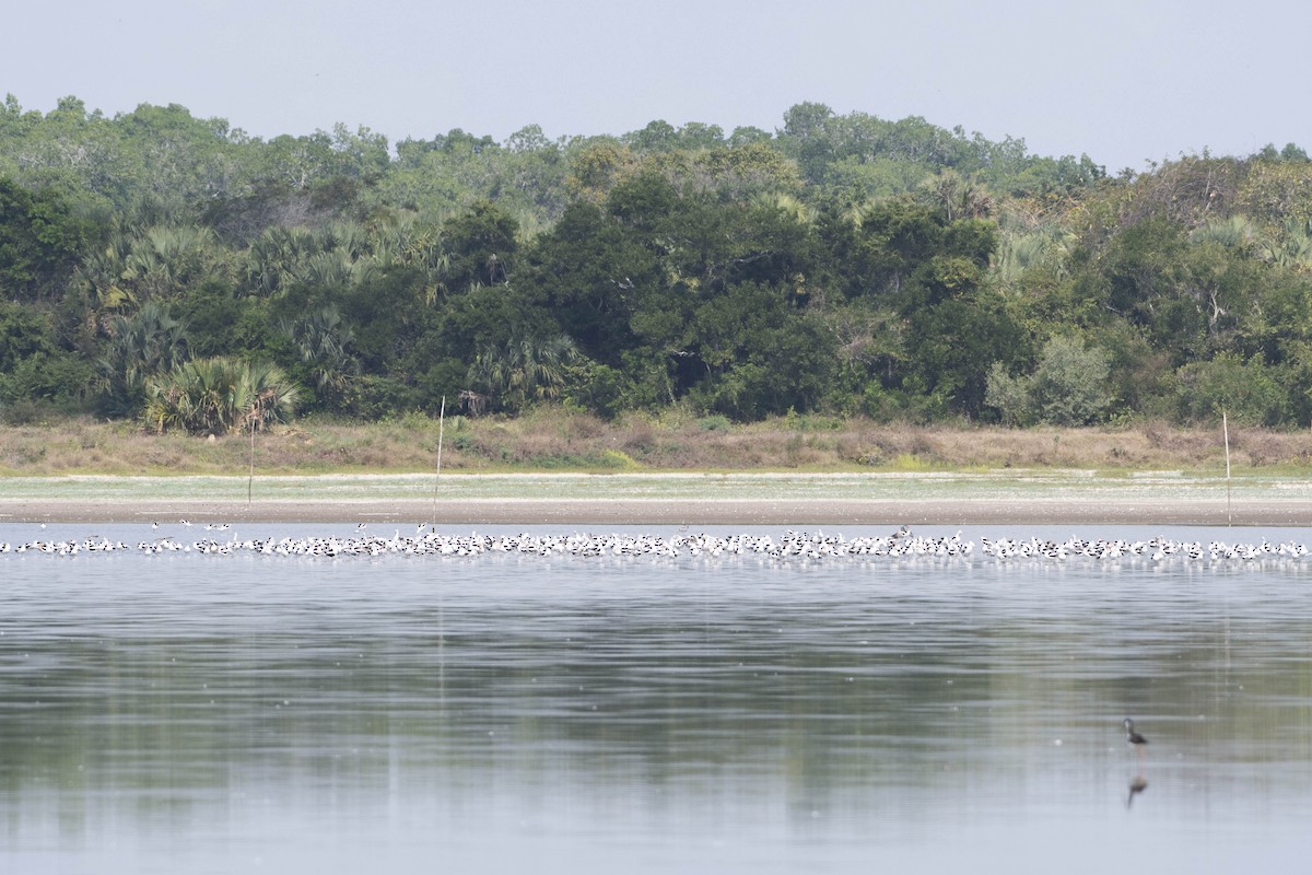 American Avocet - Moises Rodriguez