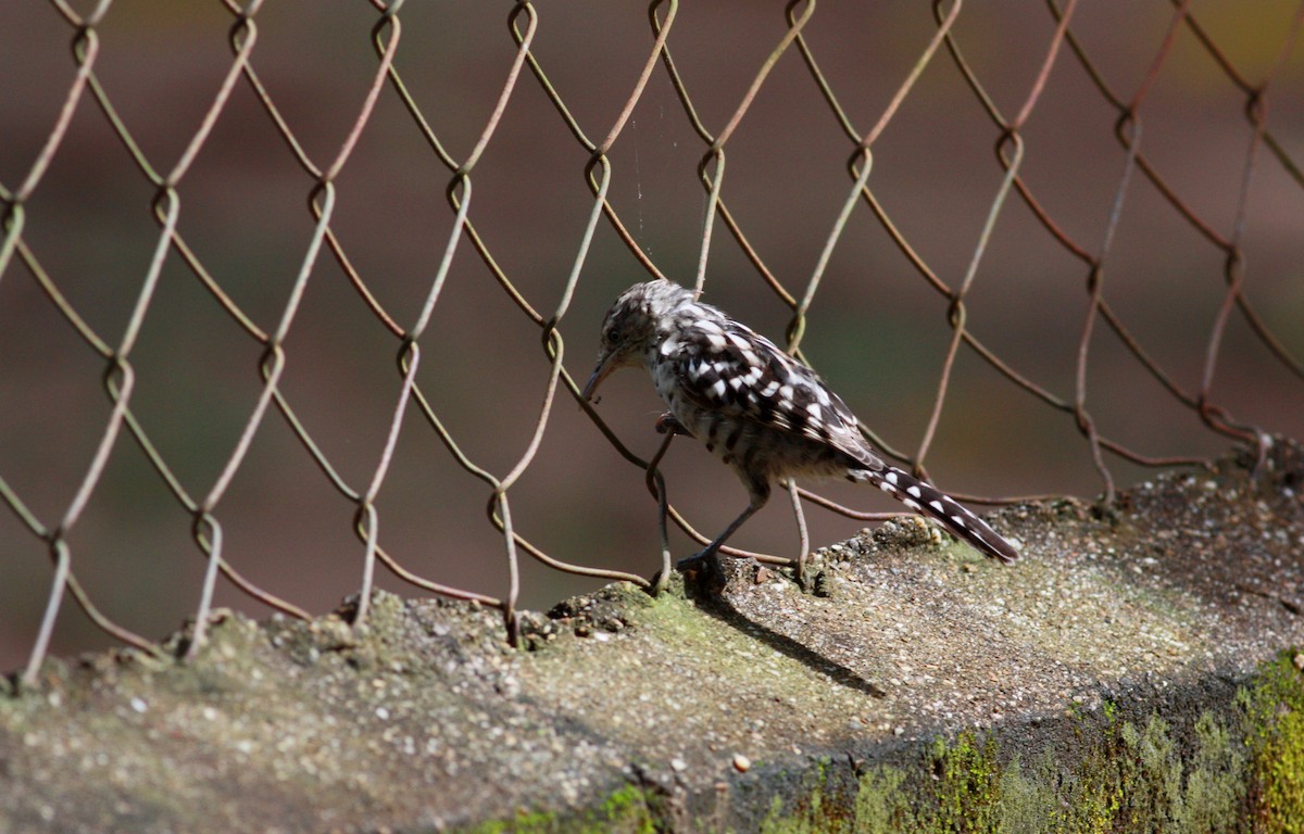 Stripe-backed Wren - Jay McGowan