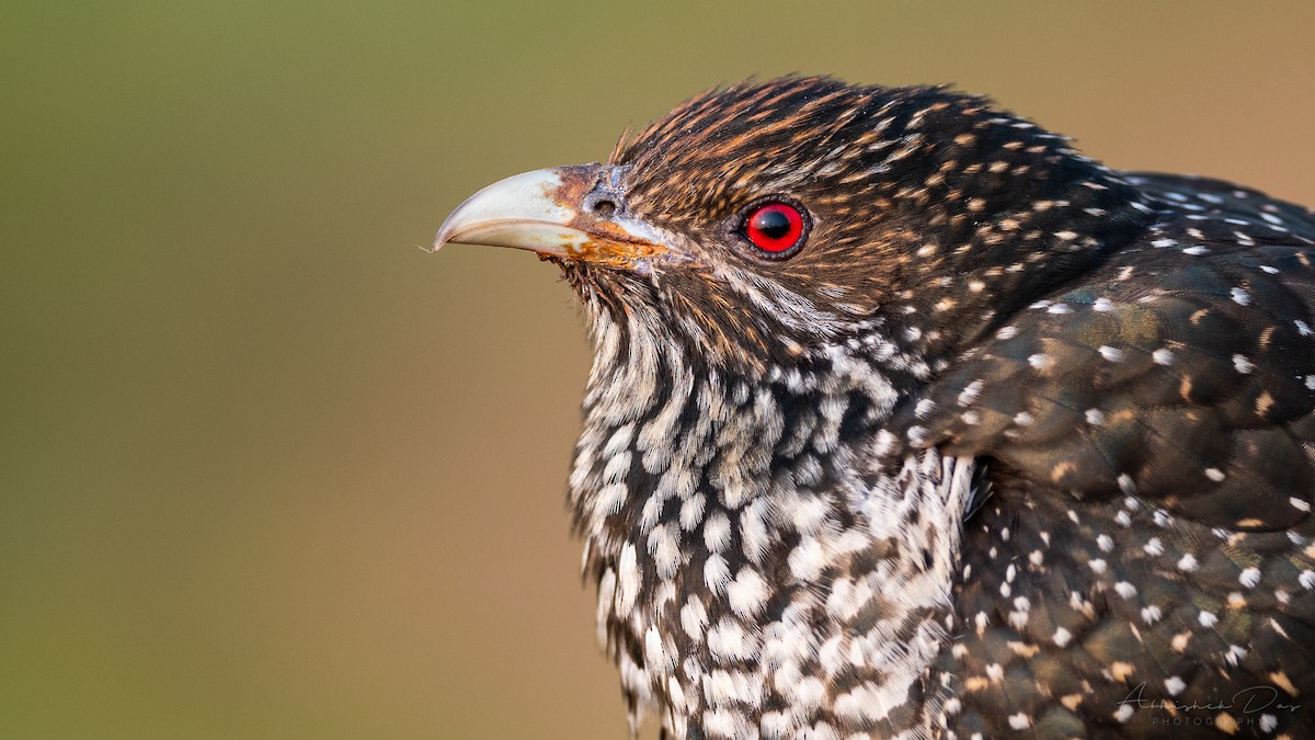 Asian Koel - Abhishek Das