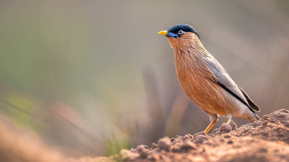 Brahminy Starling - Abhishek Das