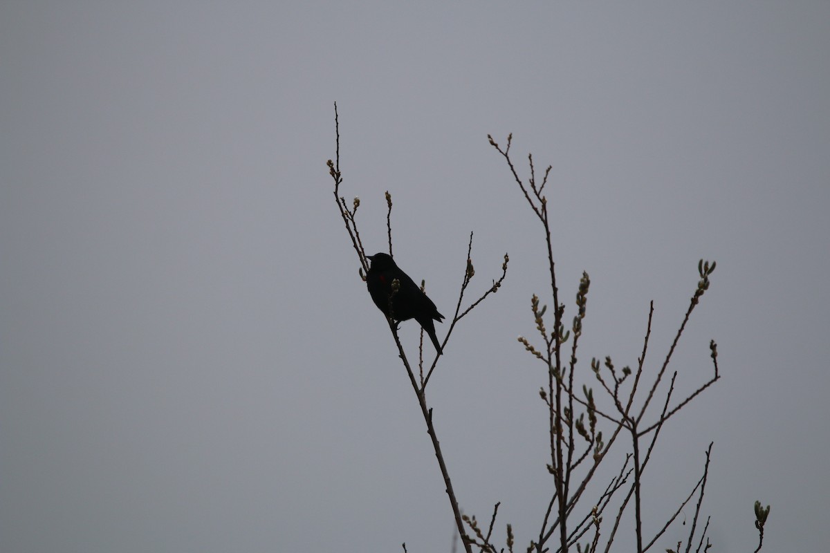 Red-winged Blackbird - ML305537321