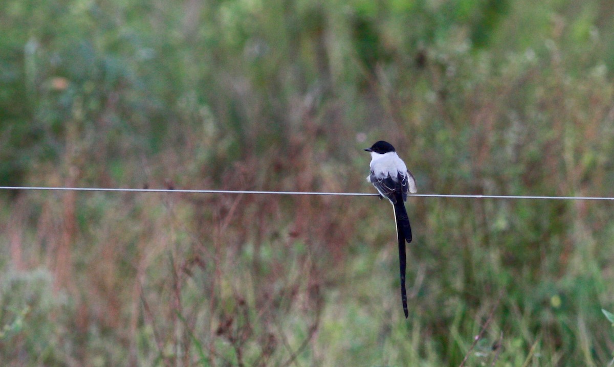 Fork-tailed Flycatcher - ML30553761