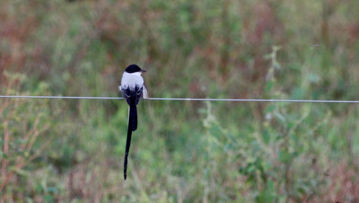 Fork-tailed Flycatcher - ML30553811