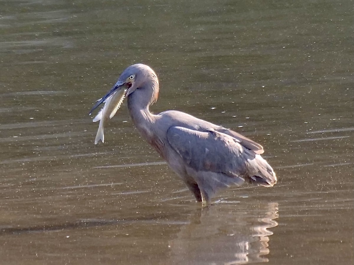 Reddish Egret - ML305538411