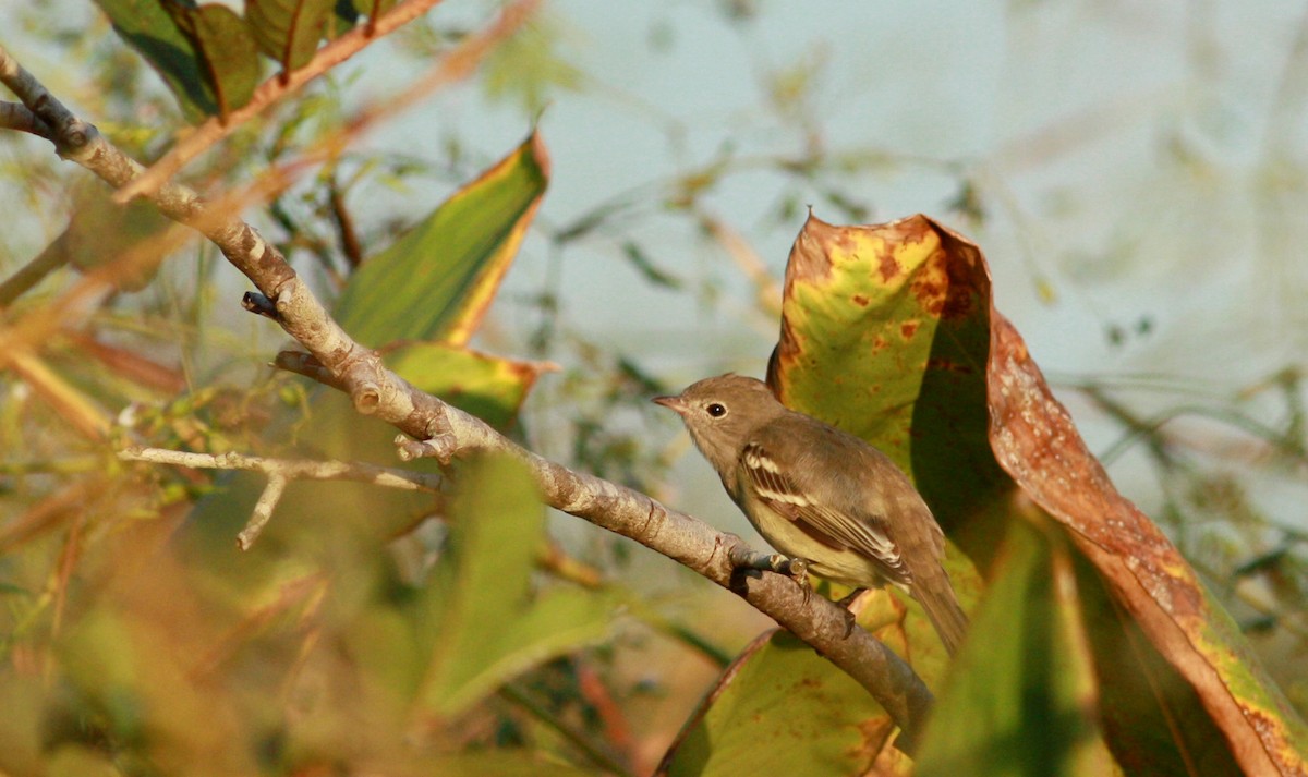 Yellow-bellied Elaenia - ML30553941