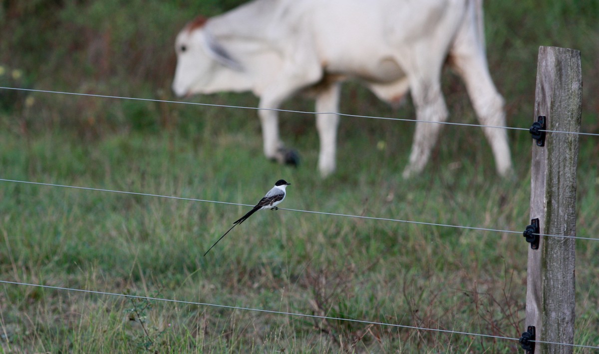 Fork-tailed Flycatcher - ML30554051