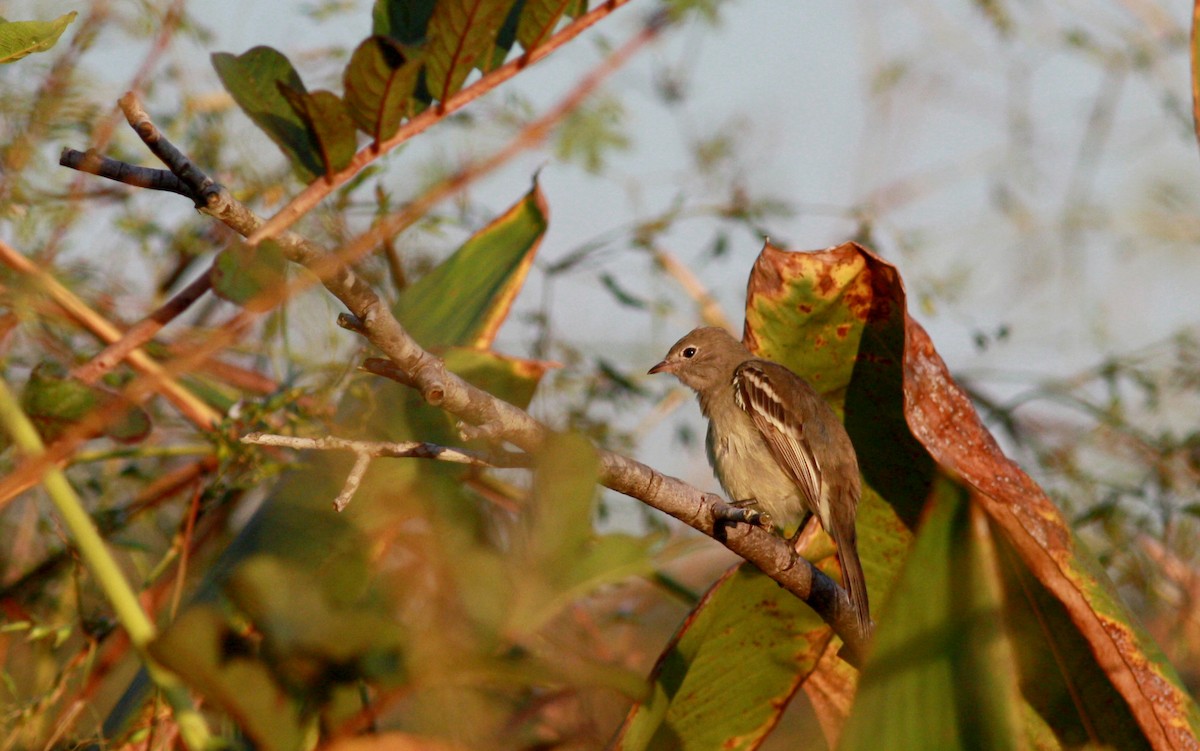 Yellow-bellied Elaenia - ML30554061