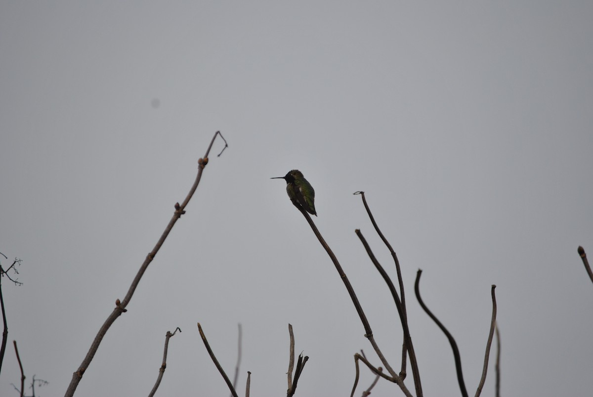 Anna's Hummingbird - ML305541171