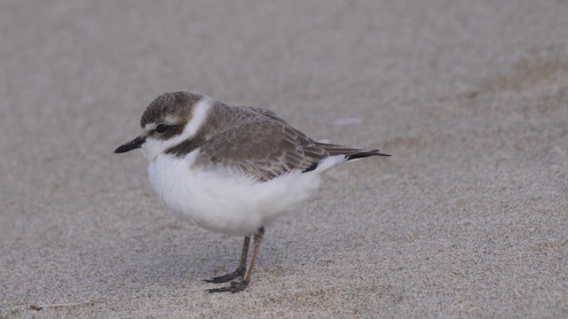 Snowy Plover - ML305541261