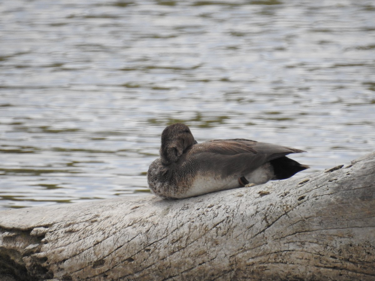 Gadwall - ML305542361