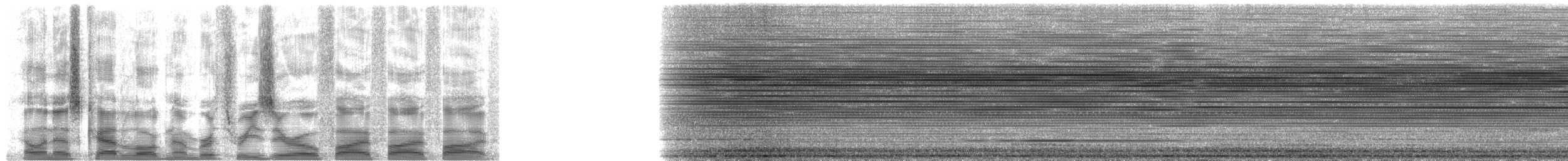 Variegated Tinamou - ML30555