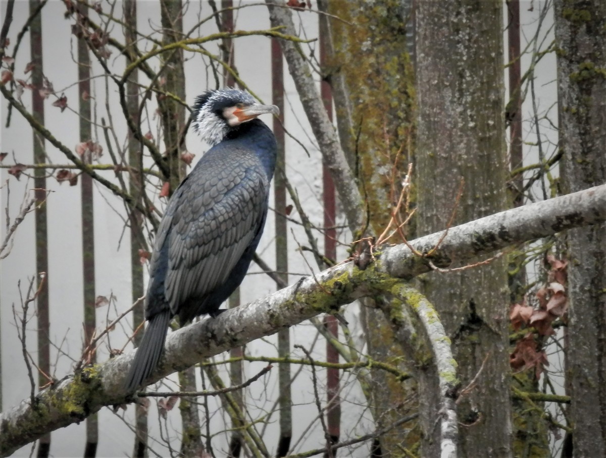 Great Cormorant - ML305550481