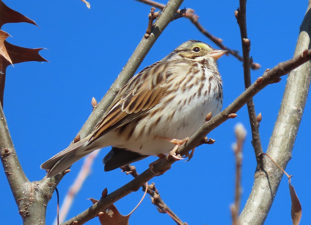 Savannah Sparrow - Lori Arent