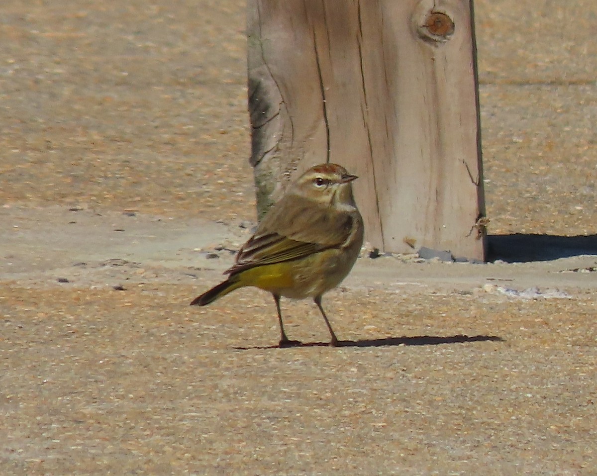 Palm Warbler - Lori Arent