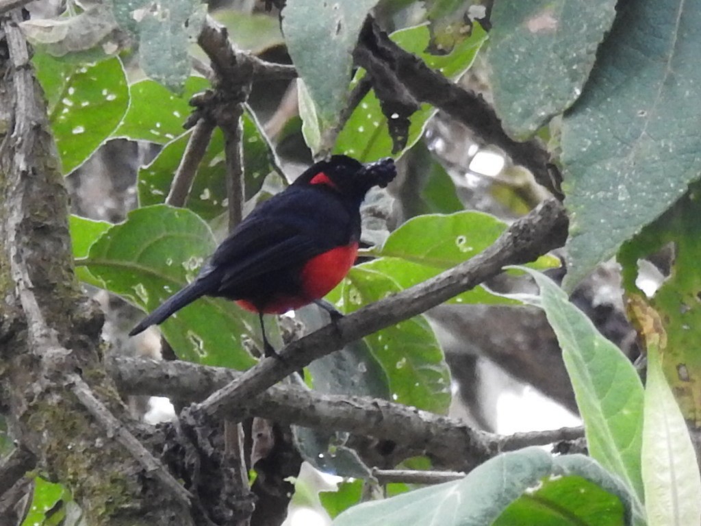 Scarlet-bellied Mountain Tanager - ML305551551