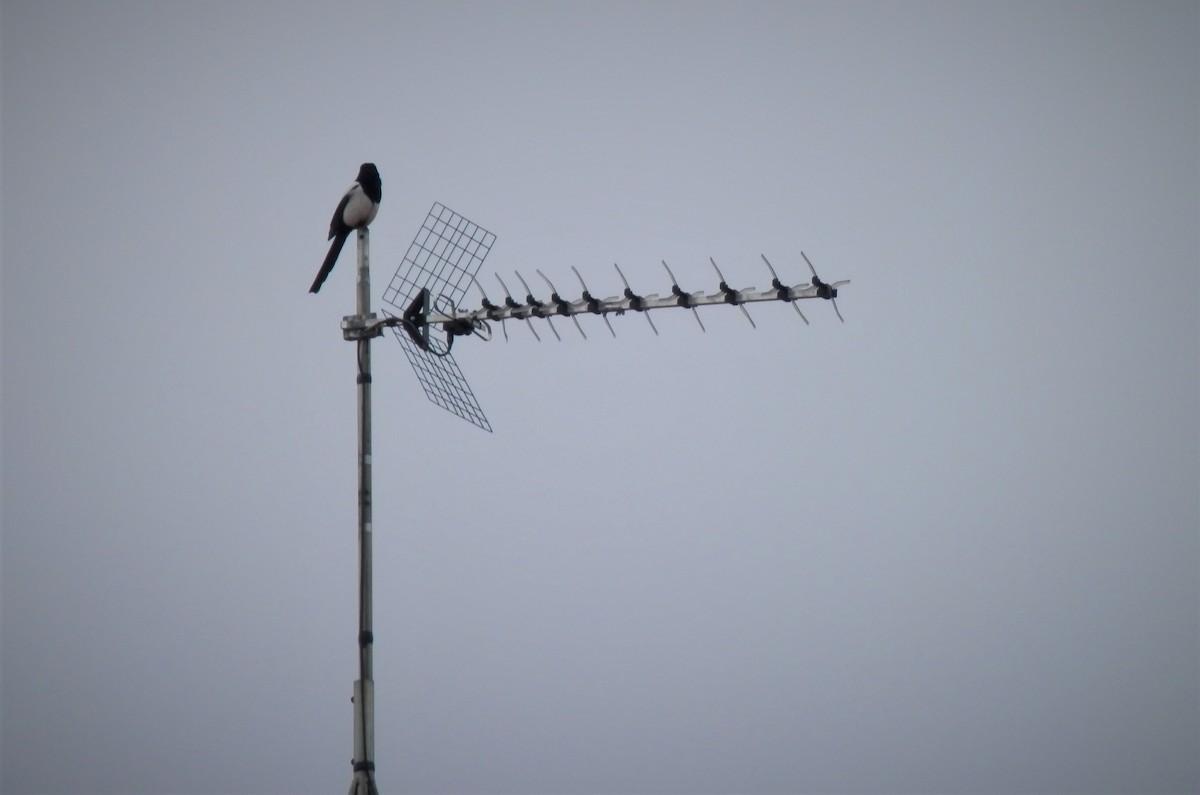 Eurasian Magpie - Miguel A.  Pinto Cebrián