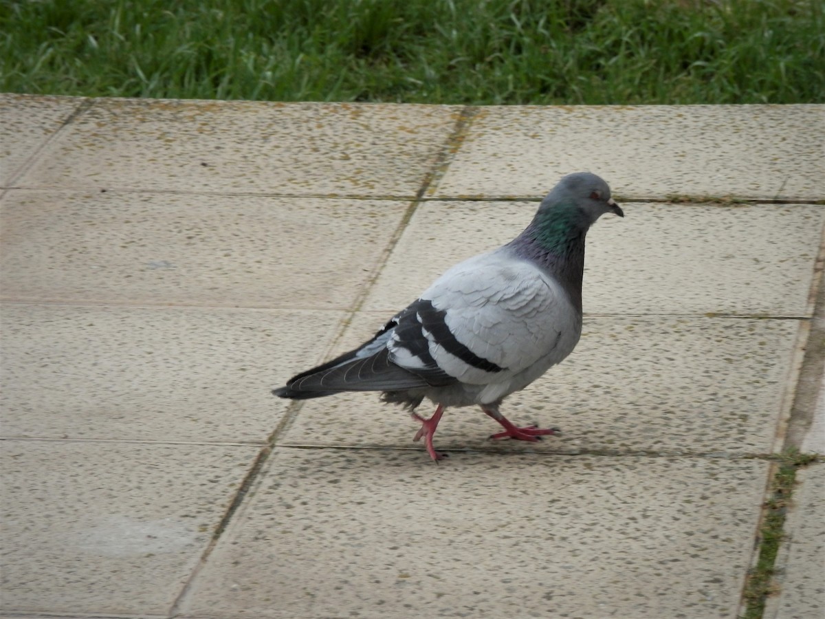 Rock Pigeon (Feral Pigeon) - Miguel A.  Pinto Cebrián