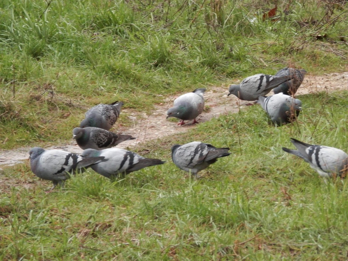 Rock Pigeon (Feral Pigeon) - Miguel A.  Pinto Cebrián