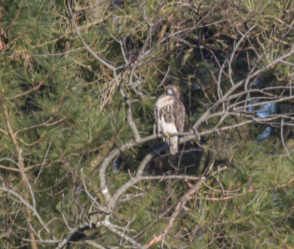 Red-tailed Hawk - ML305552761