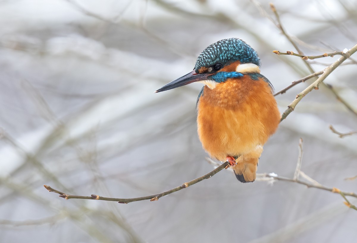 Common Kingfisher - ML305554181