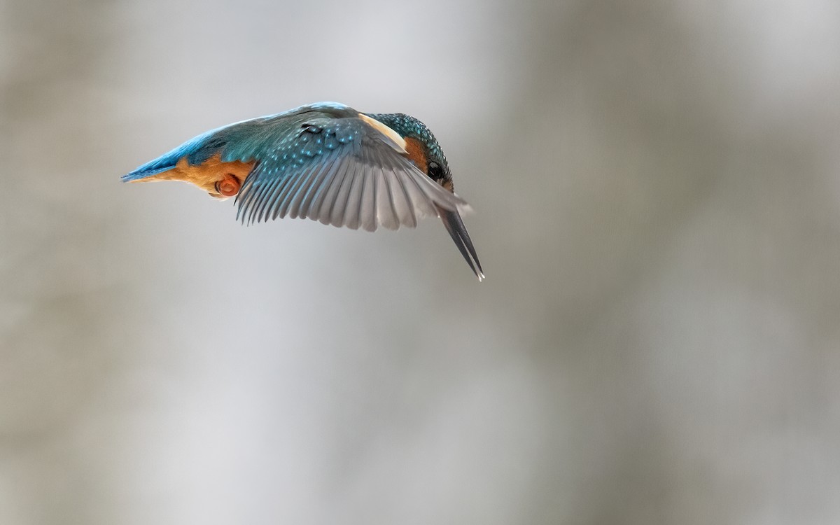 Common Kingfisher - ML305554261