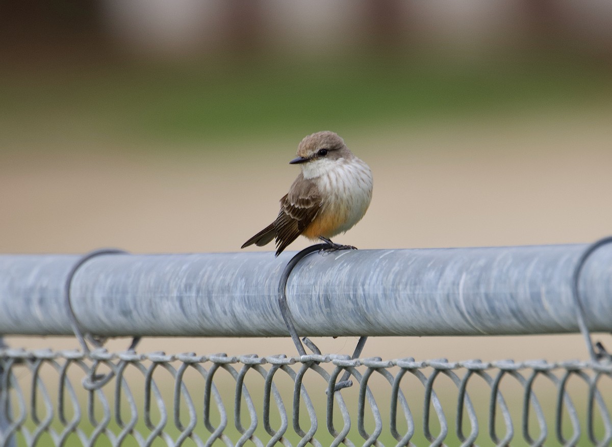 Vermilion Flycatcher - ML305554331