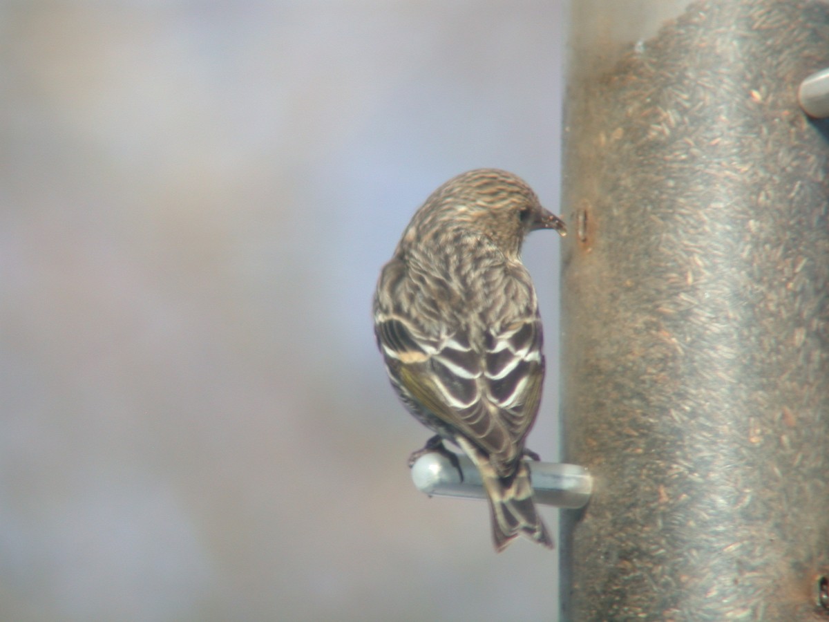 Pine Siskin - ML305555841