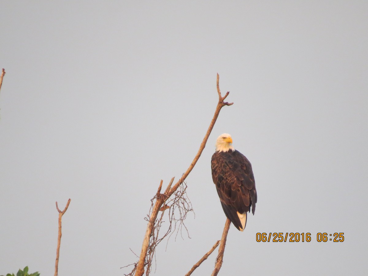 Bald Eagle - Terry  Davis