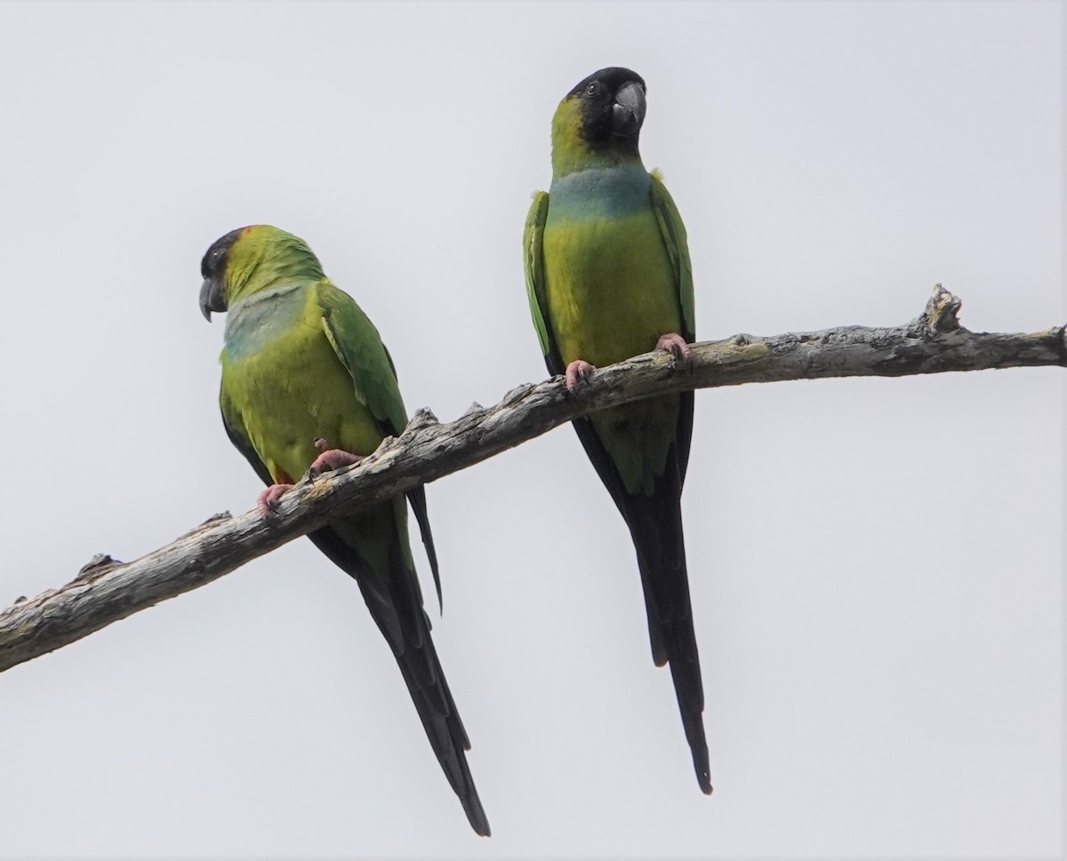 Nanday Parakeet - ML305556071