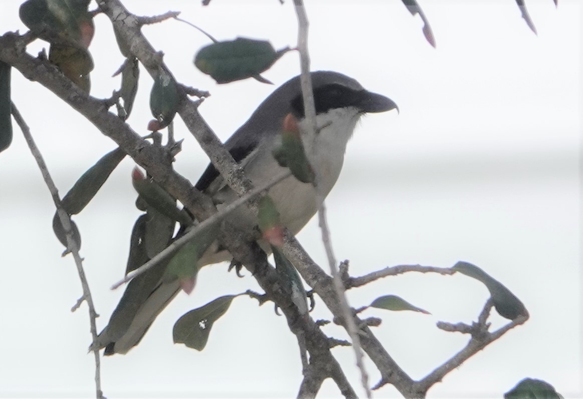 Loggerhead Shrike - ML305556081