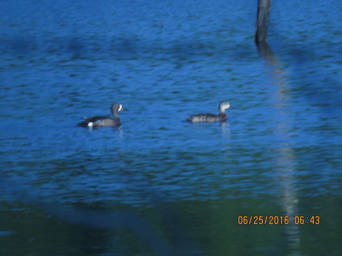 Blue-winged Teal - ML30555781