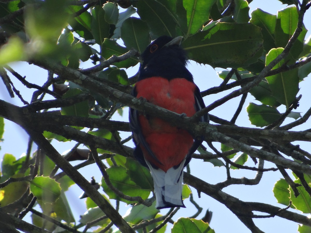 trogon surucua - ML305560031