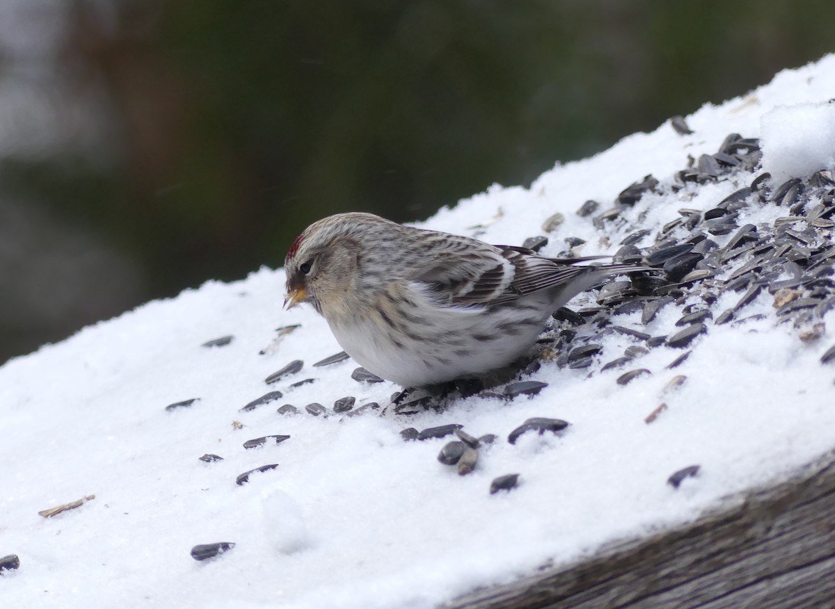 Redpoll (Hoary) - ML305560331