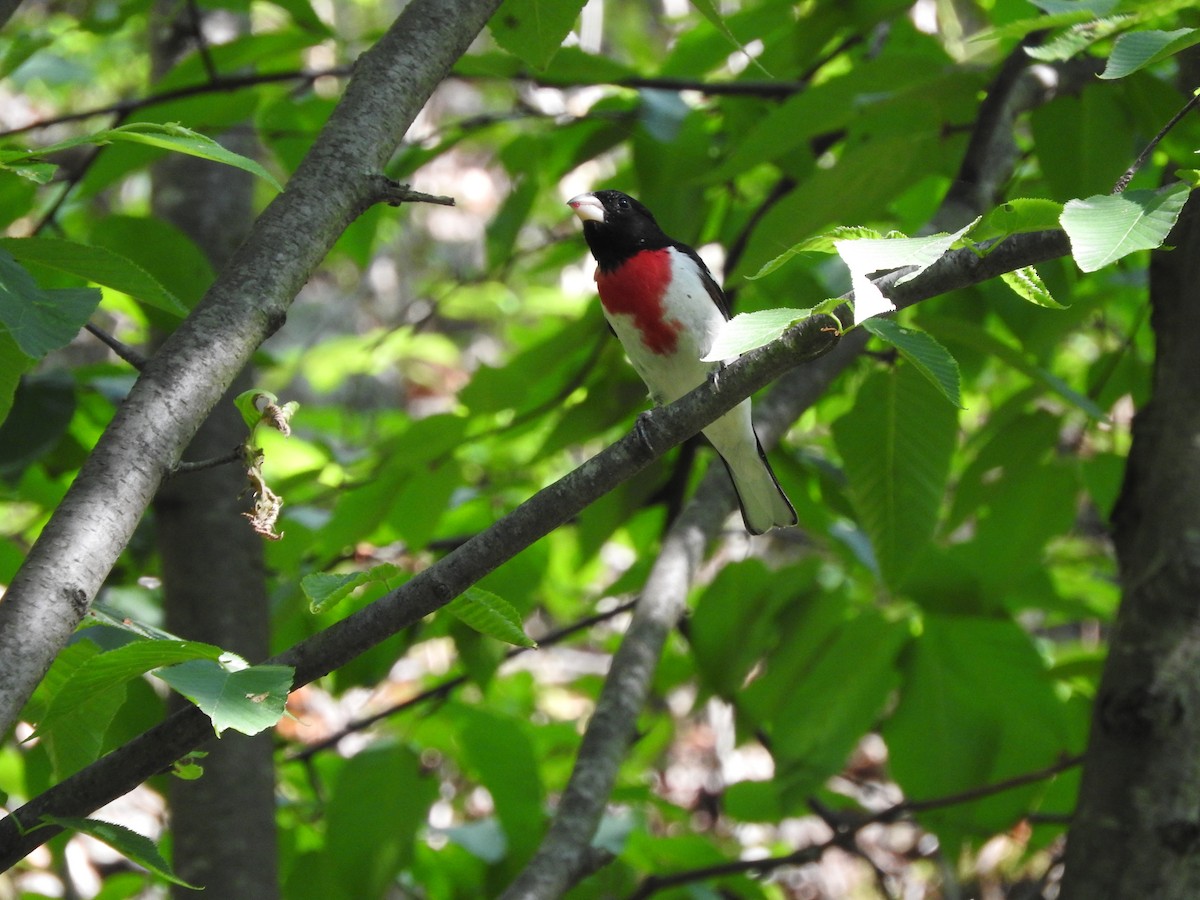 Rose-breasted Grosbeak - ML30556121