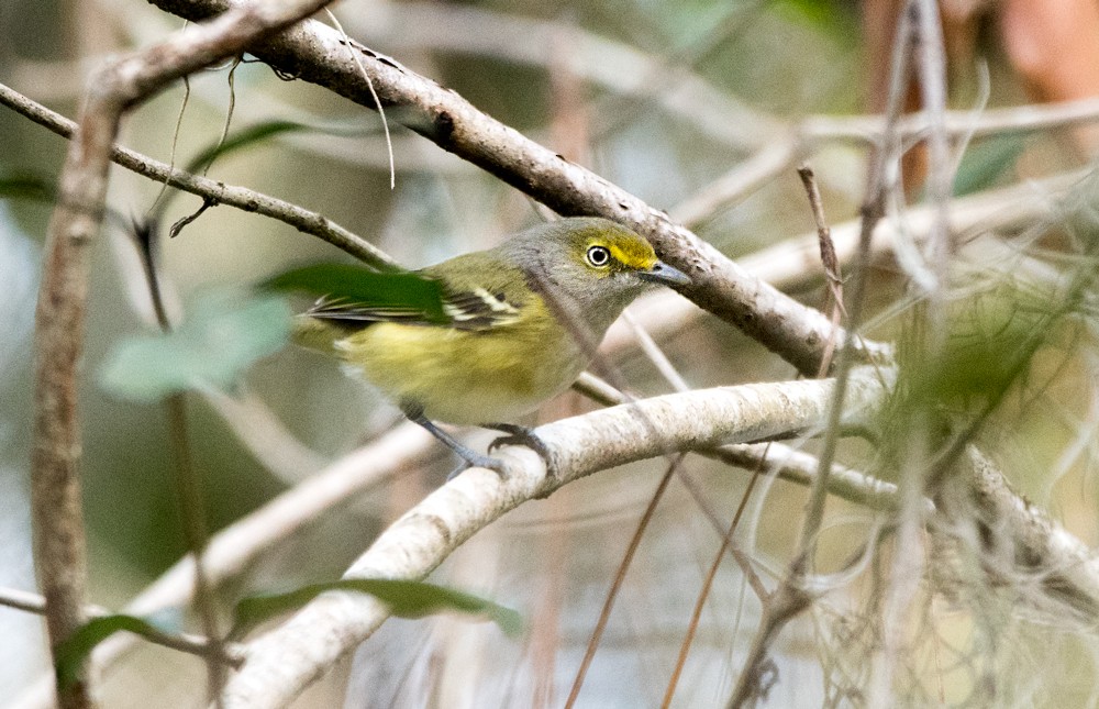 Ak Gözlü Vireo - ML305561401