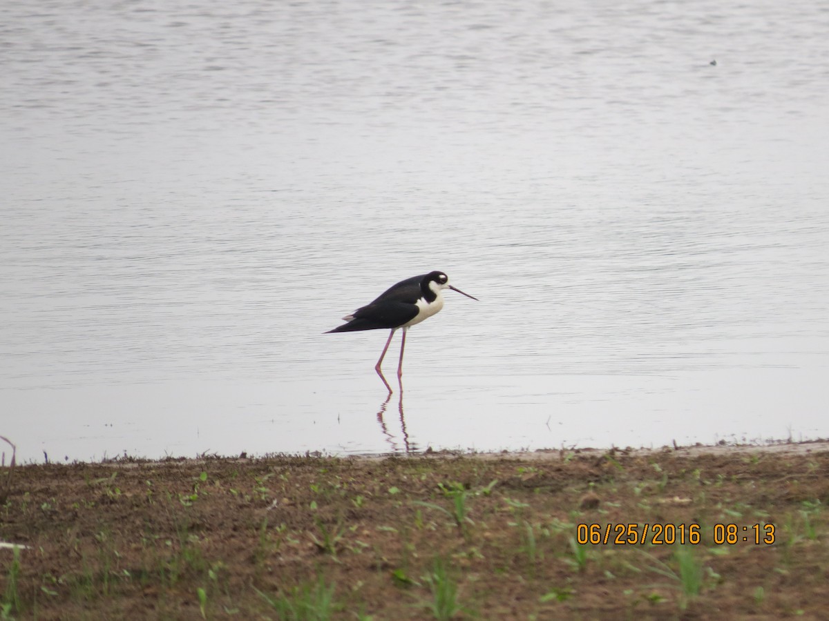 Black-necked Stilt - ML30556251