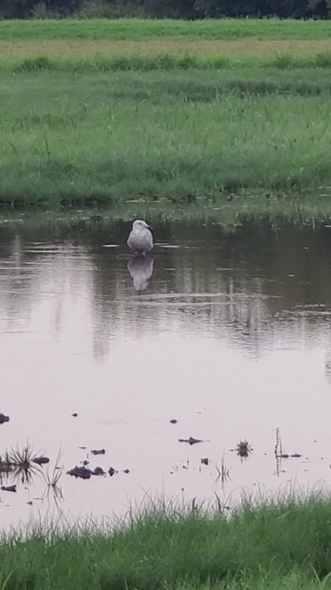 Glaucous-winged Gull - ML305563101