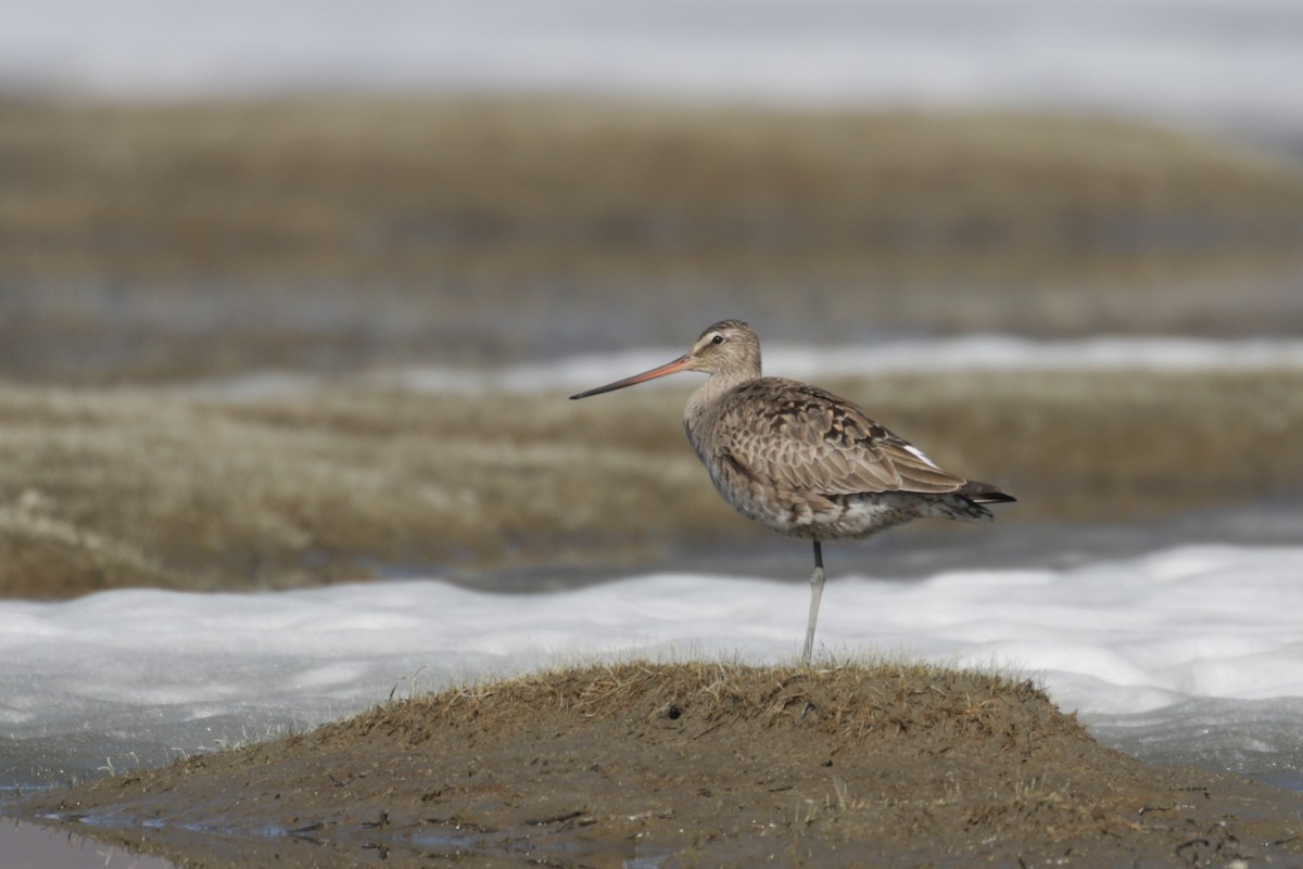 Hudsonian Godwit - Cameron Eckert