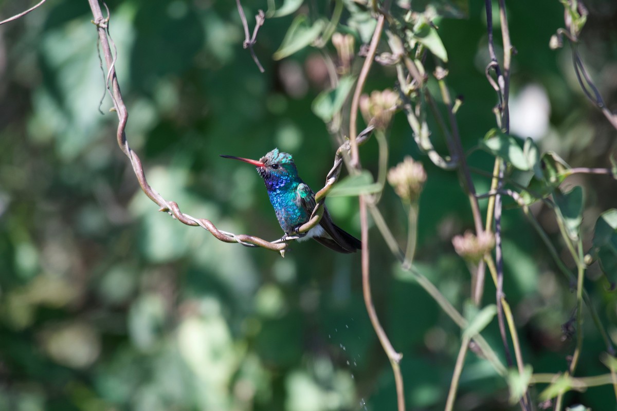 Broad-billed Hummingbird - Johan Bergkvist