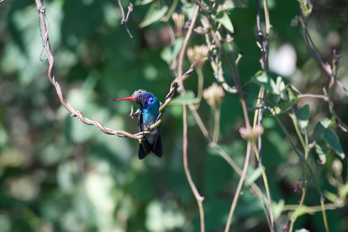 Colibrí Piquiancho Común - ML305563961