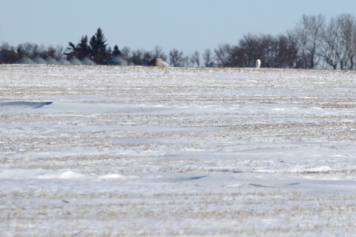 Snowy Owl - ML305564001