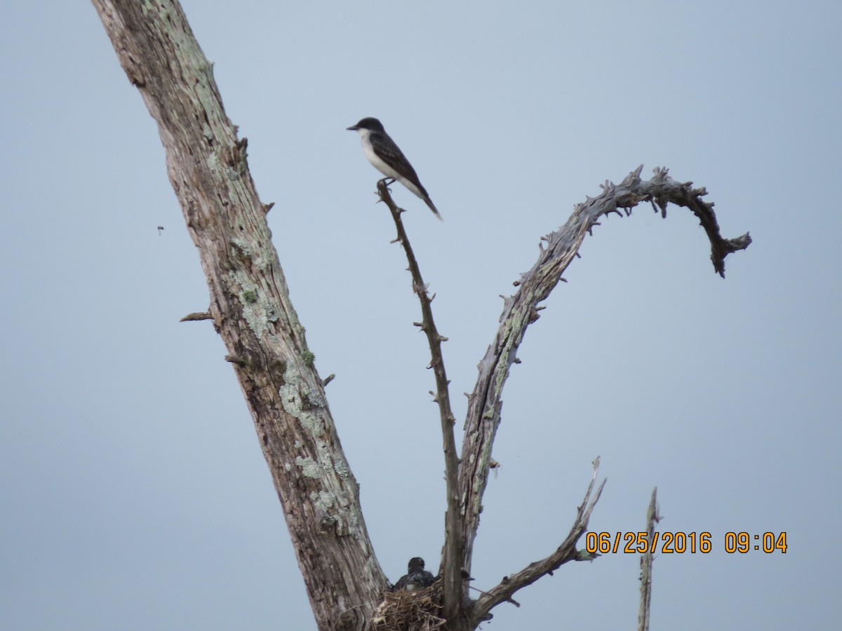 Eastern Kingbird - ML30556441