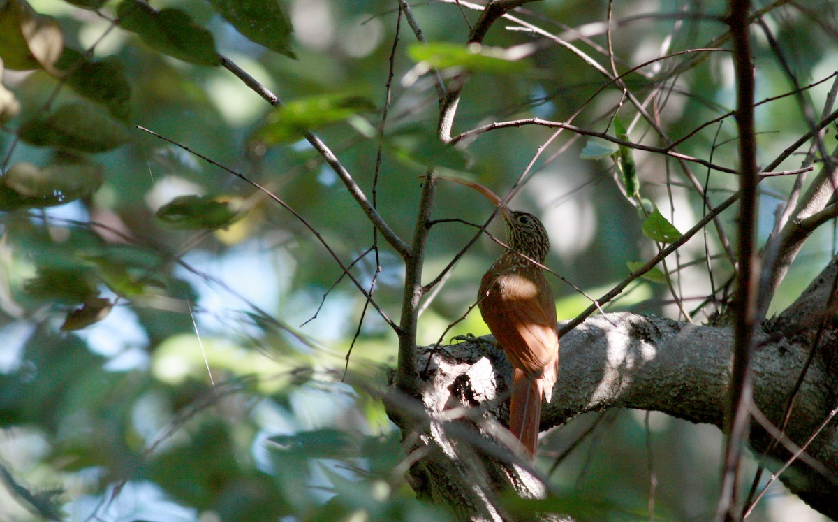 Red-billed Scythebill - ML30556641