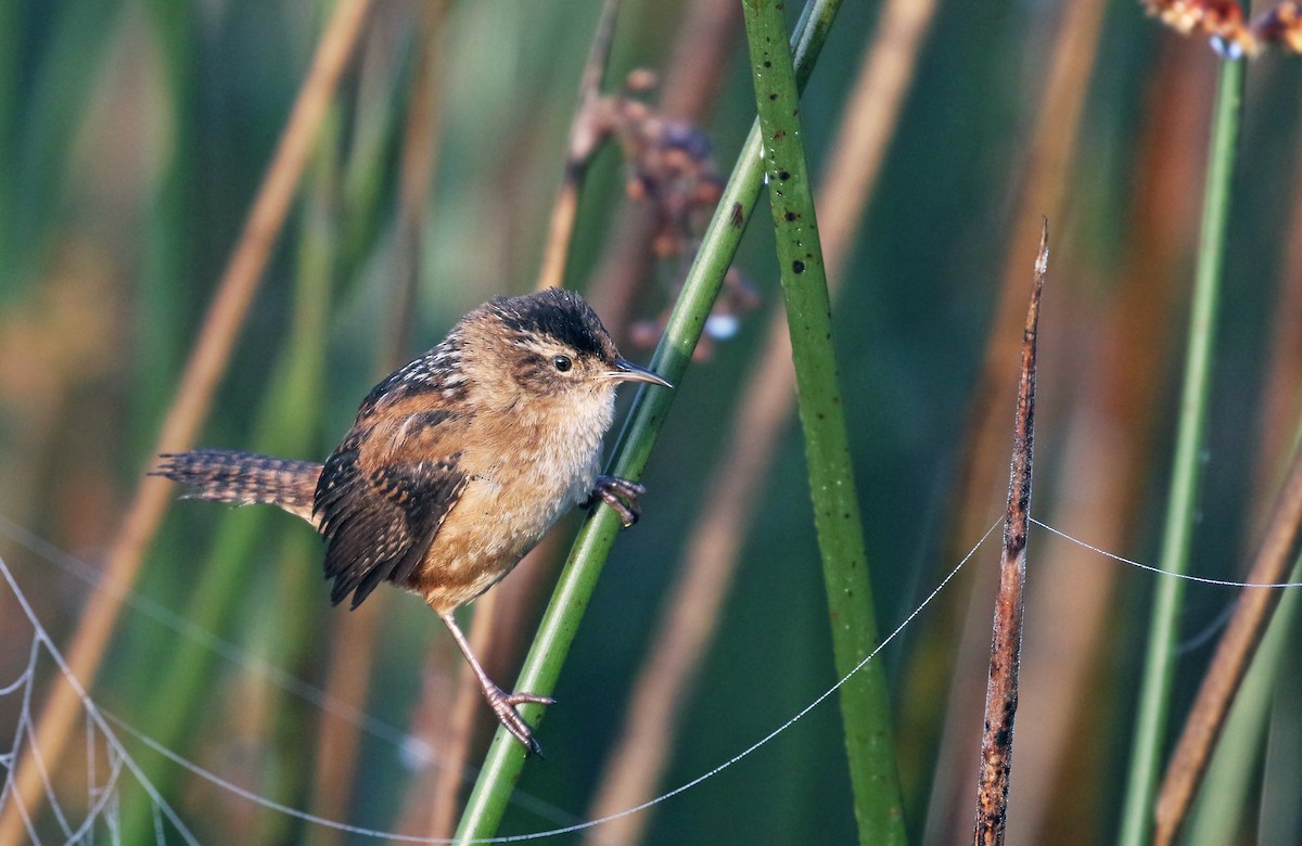 Marsh Wren - Andrew Spencer