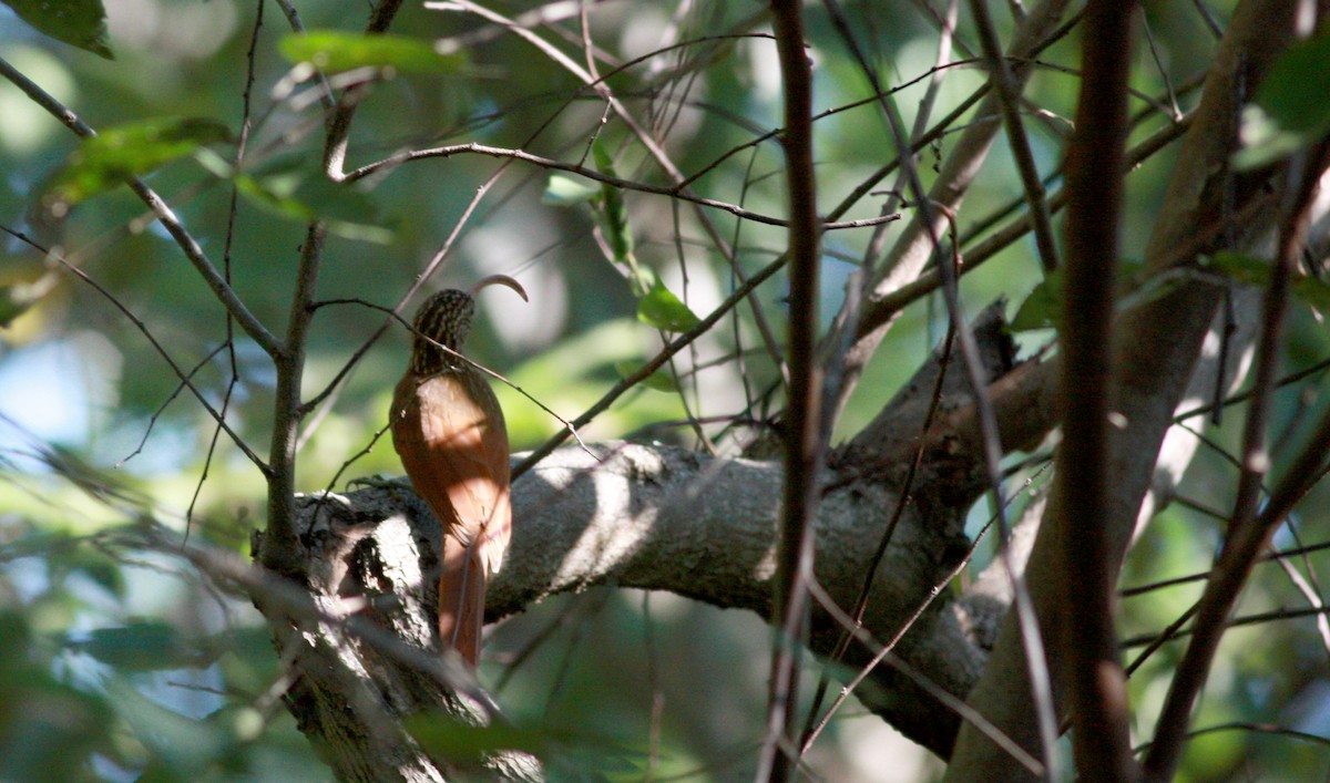 Red-billed Scythebill - ML30556741