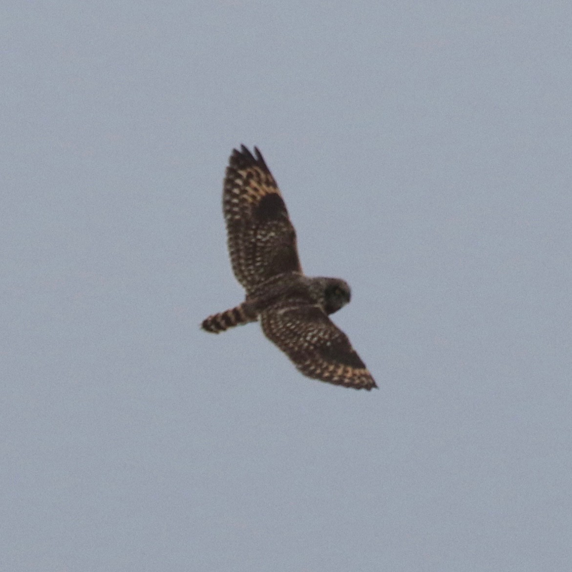 Short-eared Owl - ML305568911