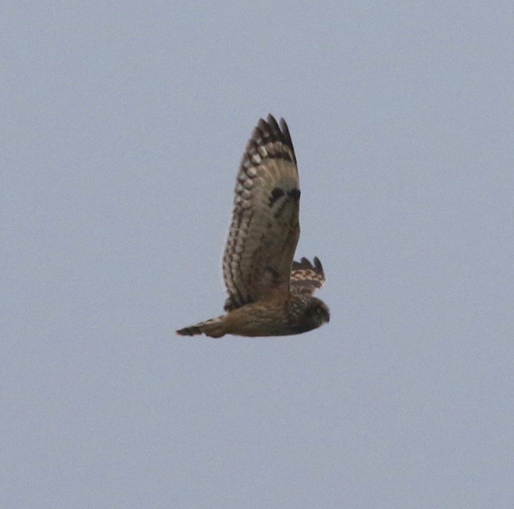 Short-eared Owl - ML305568931