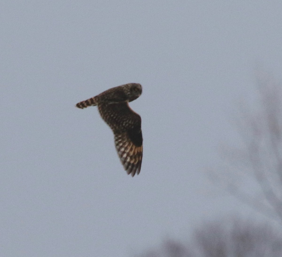 Short-eared Owl - ML305568941